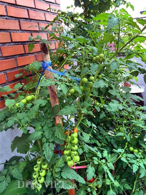 thu 2 ta ca chua mot vu, gia dinh nang dau xu kim chi du an ca nam - 9