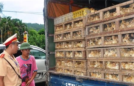 cam van chuyen, buon ban, tieu thu gia cam nhap lau qua bien gioi hinh anh 1