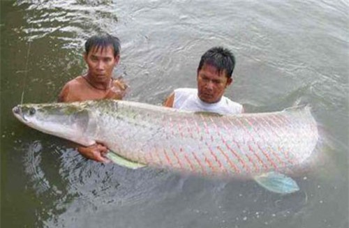 Đại gia Việt bắt cả 'quái vật' sông Amazon về chơi