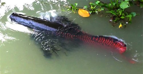 Đại gia Việt bắt cả 'quái vật' sông Amazon về chơi