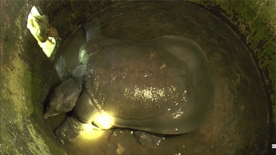 Dân bắt được cua đinh nặng 26kg, dài gần 1 mét - 1