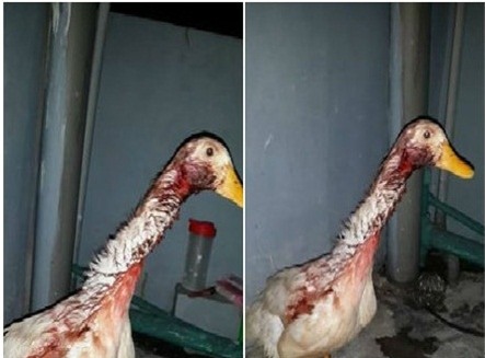 Chú vịt đáng thương bị cô gái lần đầu ra mắt người yêu cắt tiết, nhúng vào nước sôi vẫn sống hiên ngang như thường.