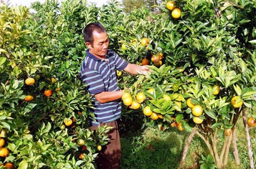 Cà chua bón trứng, nấm tưới bia: Siêu thực phẩm đãi nhà giàu Việt