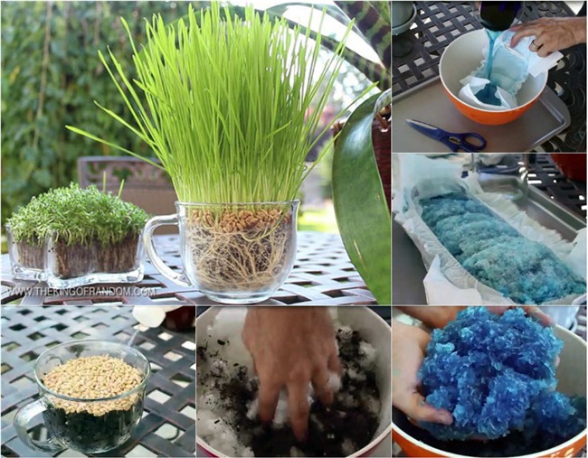 Cà chua bón trứng, nấm tưới bia: Siêu thực phẩm đãi nhà giàu Việt