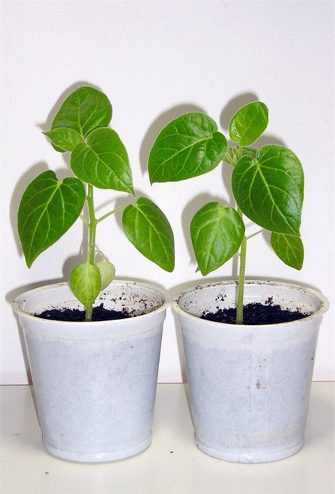 ca chua than go - hang hiem xon xao ha thanh trong the nao? hinh anh 7