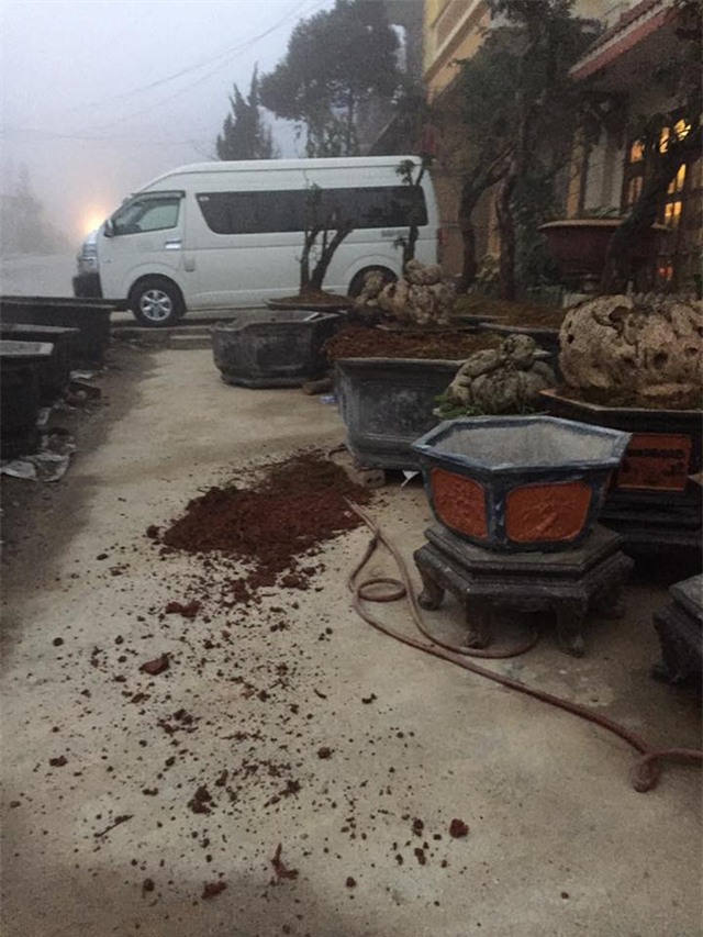 Cây hồng cổ đẹp nhất Sapa giá 100 triệu bị mất trộm