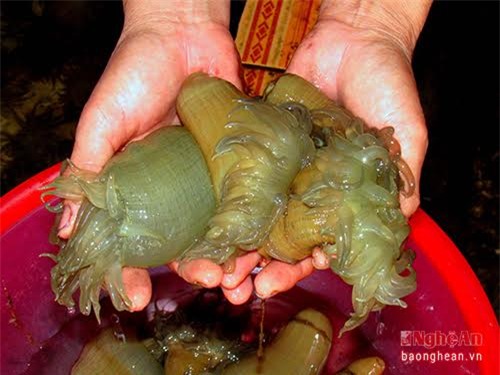 Rum biển, hải sản, săn rum biển, nghề 'hot', 'thần dược' đàn ông, Nghệ An