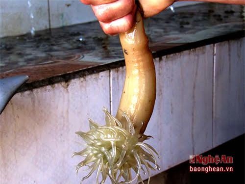 Rum biển, hải sản, săn rum biển, nghề 'hot', 'thần dược' đàn ông, Nghệ An