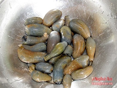 Rum biển, hải sản, săn rum biển, nghề 'hot', 'thần dược' đàn ông, Nghệ An