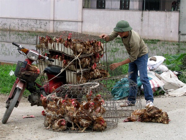 gà thải loại, gà thải loại trung quốc, gà lậu, cúm gia cầm,