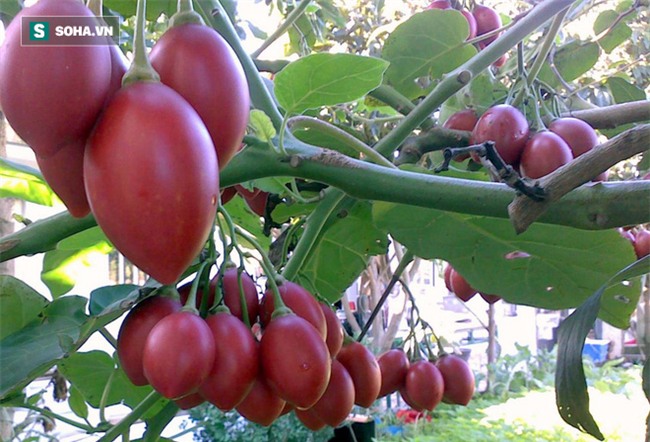 Cà chua giá 1 triệu đồng/kg gây sốt: Có gì bổ dưỡng mà giá cao ngất ngưởng? - Ảnh 1.