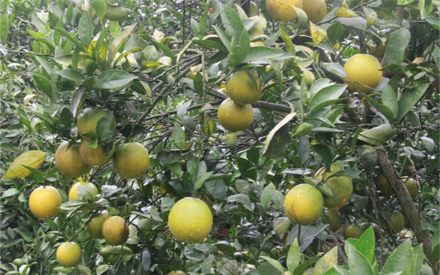 top 8 loai cam ngon nhat dat viet hinh anh 3