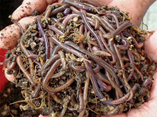 Clip sốc: Mẹ kế cho con gái 1 tuổi ăn sáng bằng giun đất sống gây tranh cãi - Ảnh 3.