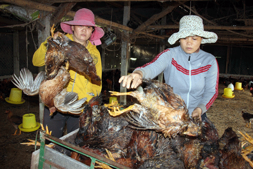 lai xuat hien tro ban hai nha nong: nho dua, cho ga an thuoc chuot? hinh anh 1