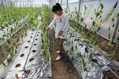 lai xuat hien tro ban hai nha nong: nho dua, cho ga an thuoc chuot? hinh anh 2