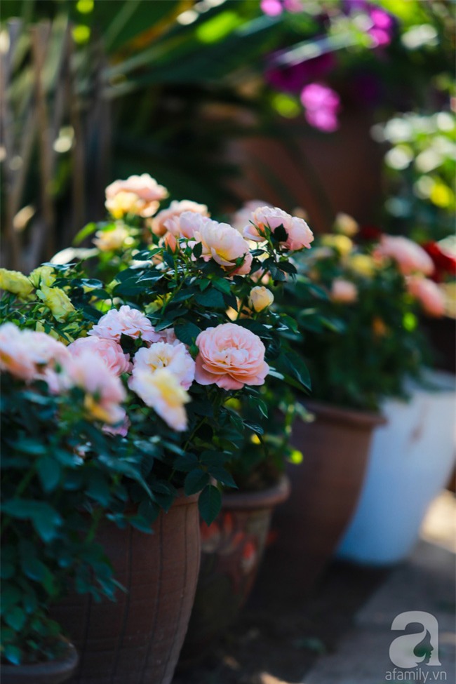 Lạc lối giữa vườn hồng rộng đến 5000m² của cô gái 9x ở Hà Nội - Ảnh 10.