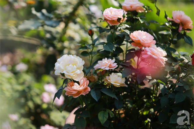 Lạc lối giữa vườn hồng rộng đến 5000m² của cô gái 9x ở Hà Nội - Ảnh 12.
