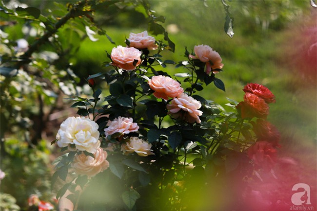 Lạc lối giữa vườn hồng rộng đến 5000m² của cô gái 9x ở Hà Nội - Ảnh 15.