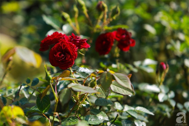 Lạc lối giữa vườn hồng rộng đến 5000m² của cô gái 9x ở Hà Nội - Ảnh 16.