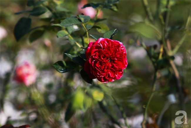 Lạc lối giữa vườn hồng rộng đến 5000m² của cô gái 9x ở Hà Nội - Ảnh 17.