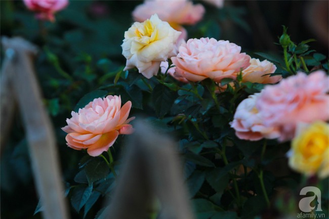 Lạc lối giữa vườn hồng rộng đến 5000m² của cô gái 9x ở Hà Nội - Ảnh 7.