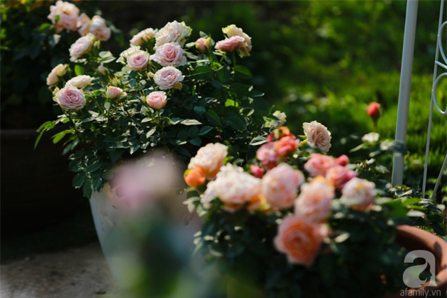 Lạc lối giữa vườn hồng rộng đến 5000m² của cô gái 9x ở Hà Nội - Ảnh 9.