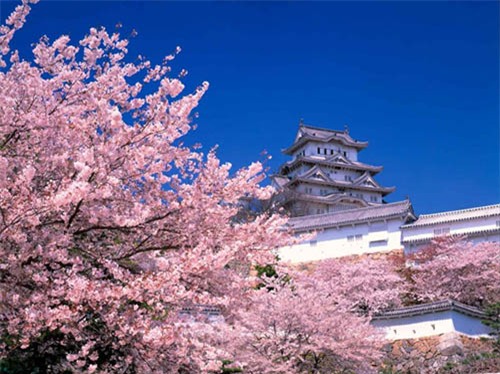 khac biet trong cach day con cua nguoi nhat khien ca the gioi nguong mo - 2