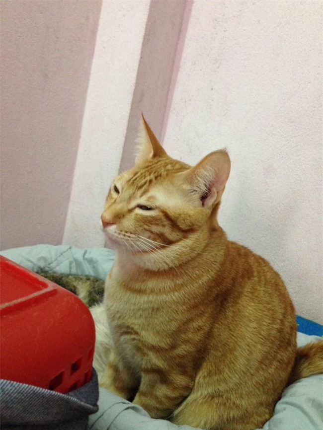 Bộ ảnh chú mèo đứng canh chừng, chờ vợ đẻ gây sốt mạng xã hội Việt - Ảnh 1.