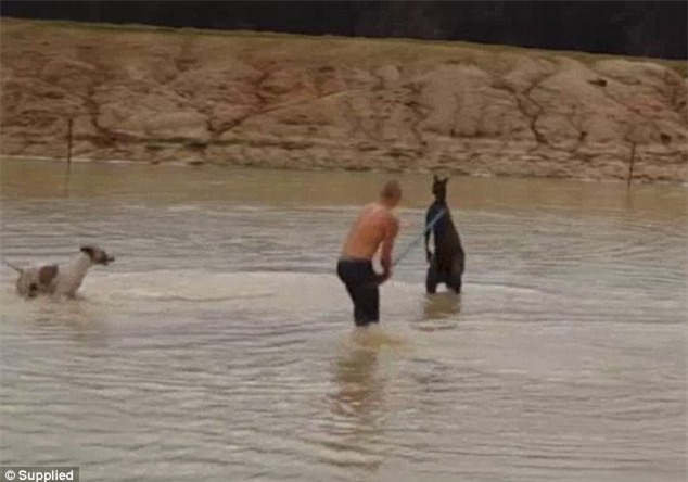 Dùng gậy sắt vụt kangaroo tới chết, người đàn ông phải vào tù bóc lịch 1 năm - Ảnh 2.