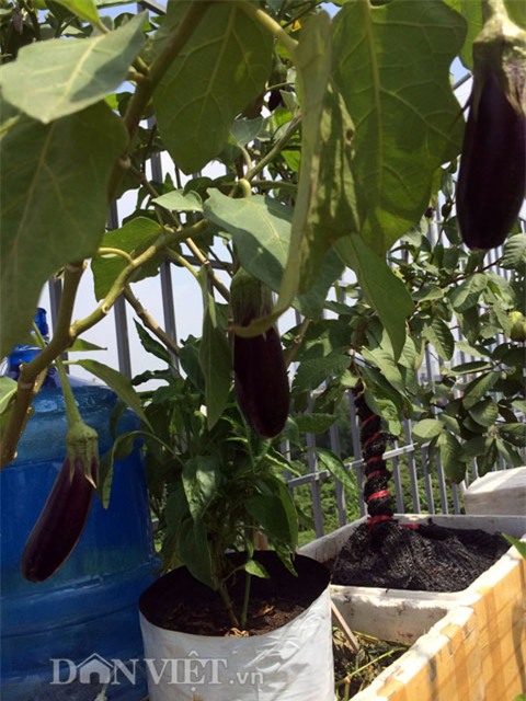 xuyt xoa vuon cay trai triu gian tren san thuong cua ong bo thu do hinh anh 11