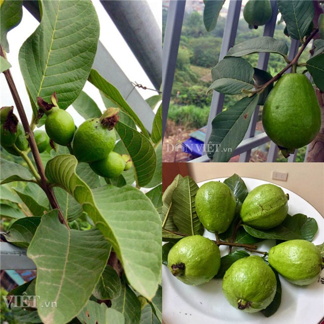 xuyt xoa vuon cay trai triu gian tren san thuong cua ong bo thu do hinh anh 15