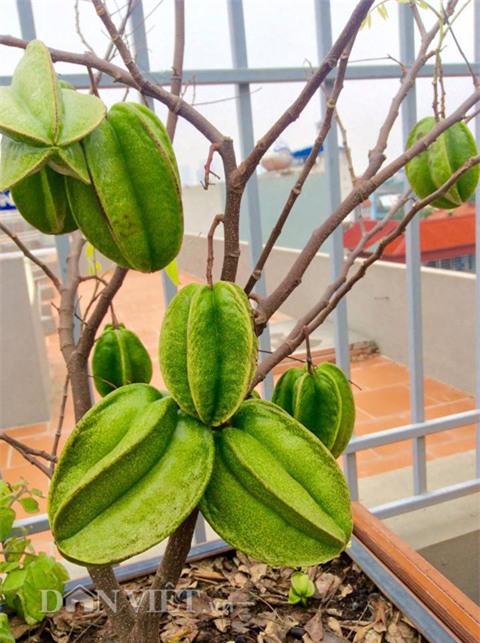 xuyt xoa vuon cay trai triu gian tren san thuong cua ong bo thu do hinh anh 18