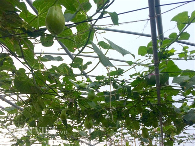 xuyt xoa vuon cay trai triu gian tren san thuong cua ong bo thu do hinh anh 4