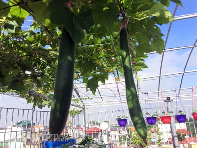 xuyt xoa vuon cay trai triu gian tren san thuong cua ong bo thu do hinh anh 9