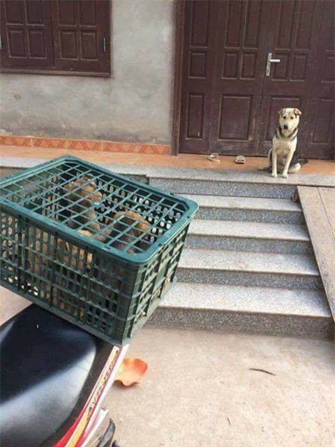 Ánh mắt của chó mẹ khi đàn con bị đem bán ám ảnh dân mạng - Ảnh 1.