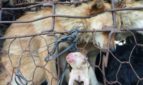 Ánh mắt của chó mẹ khi đàn con bị đem bán ám ảnh dân mạng - Ảnh 3.