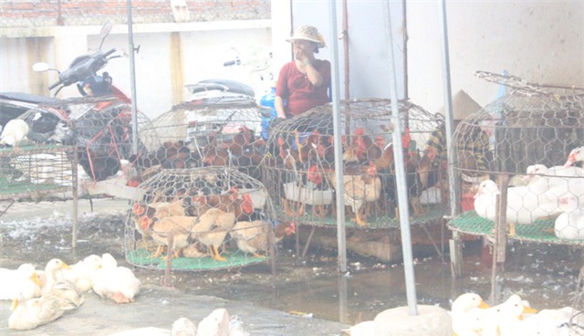 Nhiều chợ dân sinh tại Hà Nội, gà vịt vẫn được nhốt, giết thịt bình thường như chưa có cảnh báo dịch cúm. Ảnh: H.Phương