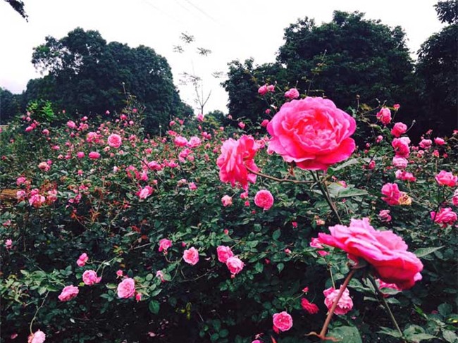 hoa hồng, vườn hoa hồng, vườn hồng bản địa, doanh thu từ vườn hồng