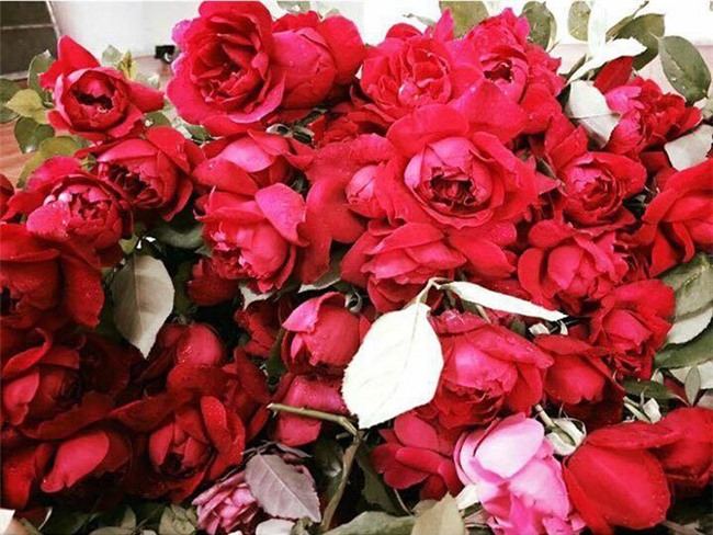 hoa hồng, vườn hoa hồng, vườn hồng bản địa, doanh thu từ vườn hồng