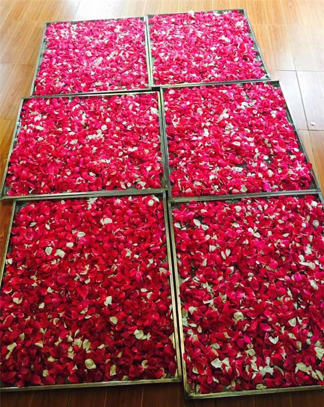 hoa hồng, vườn hoa hồng, vườn hồng bản địa, doanh thu từ vườn hồng