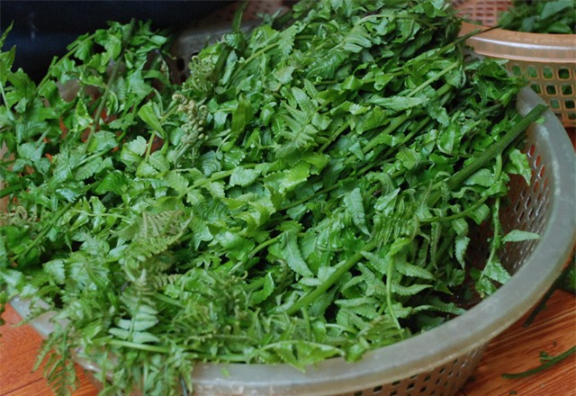 nhung mon rau rung dac san “sot xinh xich” thoi tiet giao mua hinh anh 4