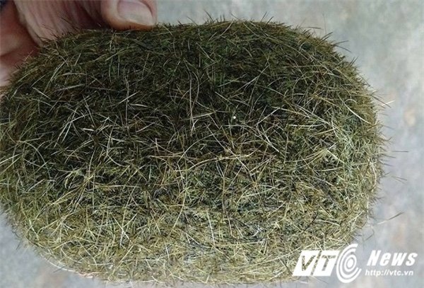 cát lợn, trư cát, lợn nái, Quảng Bình, vật thể lạ, nông dân