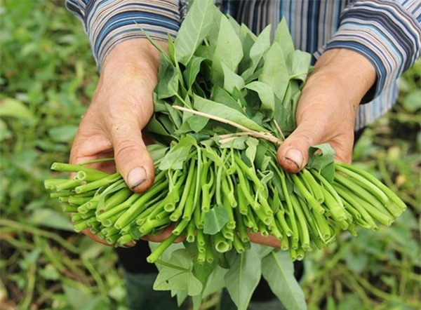 35.000 đồng/mớ rau muống bán qua mạng và nỗi trăn trở của Phó Chủ tịch Quốc hội