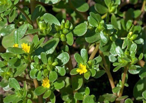 thuc pham giup nguoi bi thuy dau nhanh hoi phuc suc khoe - 1