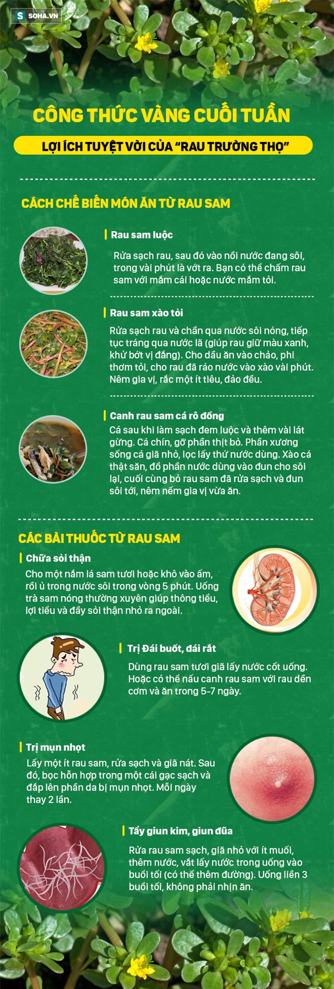 Trung Quốc gọi rau trường thọ, phương Tây tôn thảo dược quý còn người Việt vẫn bỏ phí - Ảnh 1.