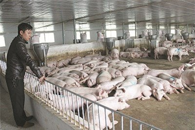 lương nghìn đô, nuôi heo,  tỷ phú, Hà Tĩnh, thạc sĩ, bỏ đại học, về quê