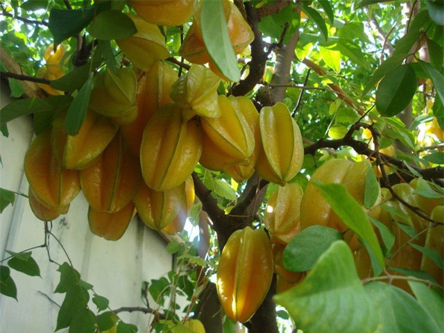 Thời điểm khế chín rộ ngon nhất là vào khoảng tháng 2, tháng 3 hàng năm. Ảnh minh họa.