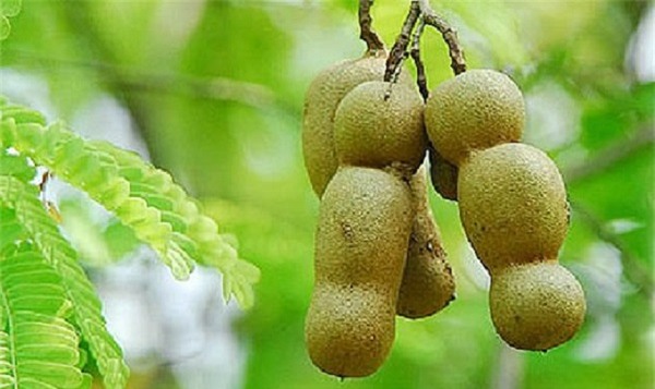 Những loại hạt có tác dụng không ngờ nhưng ai cũng vứt đi vì không biết - Ảnh 4.