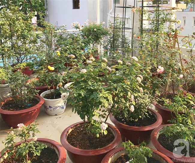 Vẻ quyến rũ của hàng trăm loài hoa hồng quý trên sân thượng 50m² của chàng trai độc thân 8x ở Vũng Tàu - Ảnh 10.