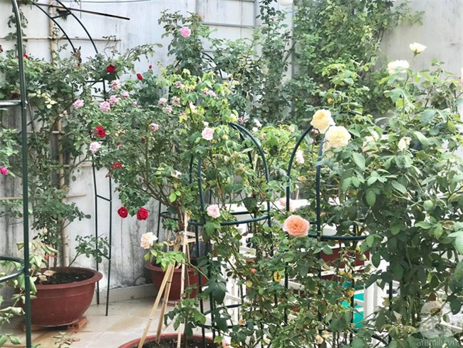 Vẻ quyến rũ của hàng trăm loài hoa hồng quý trên sân thượng 50m² của chàng trai độc thân 8x ở Vũng Tàu - Ảnh 12.